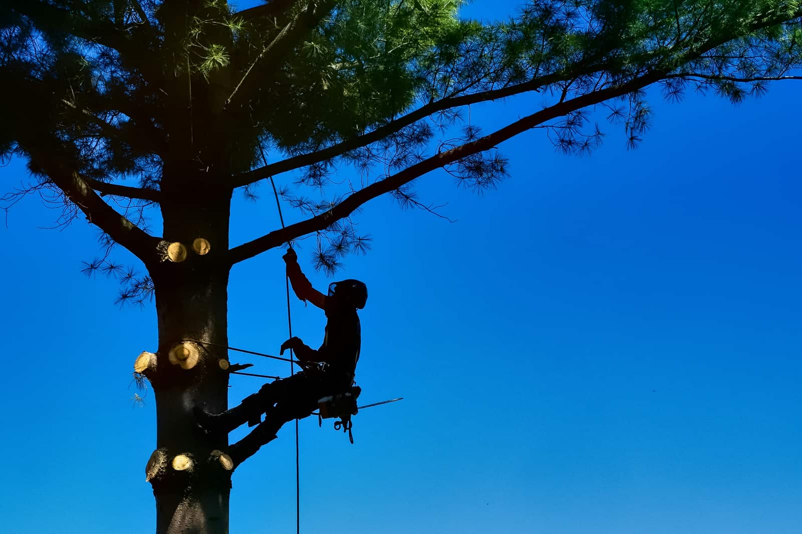 Tree removal project