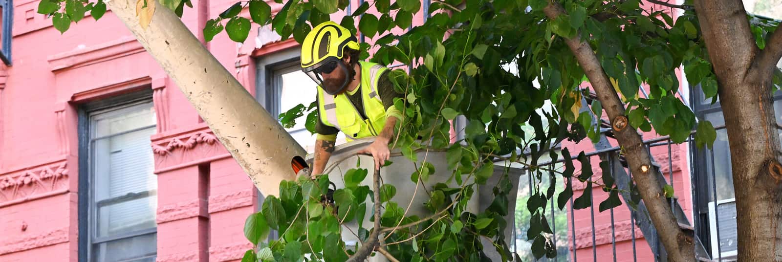 Completed tree care job