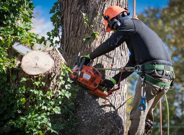 Completed tree work in Dallas area