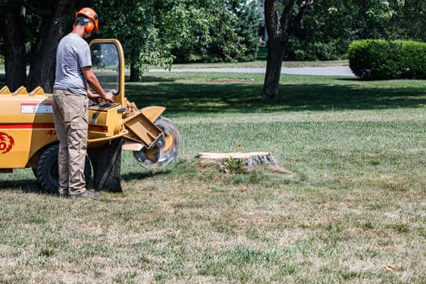 Tree trimming project