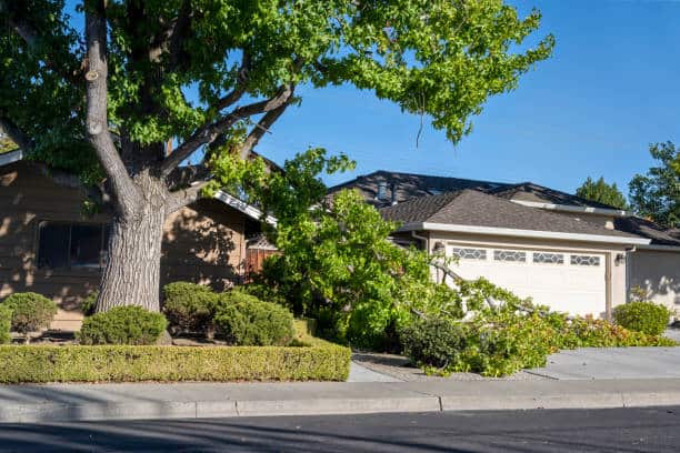 Emergency tree service 24/7