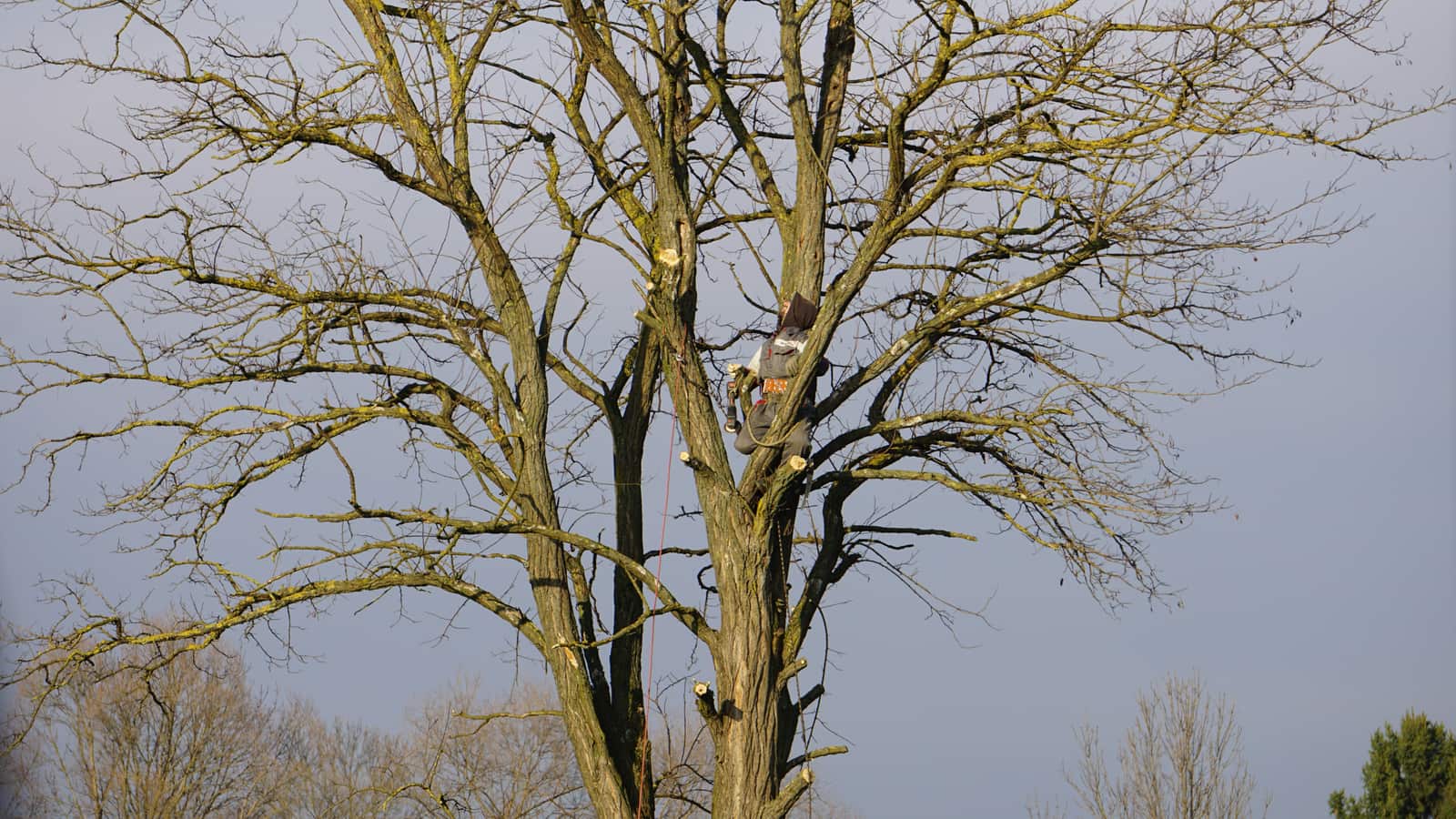 Tree health assessment and care