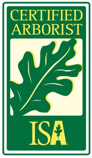 Professional tree service project